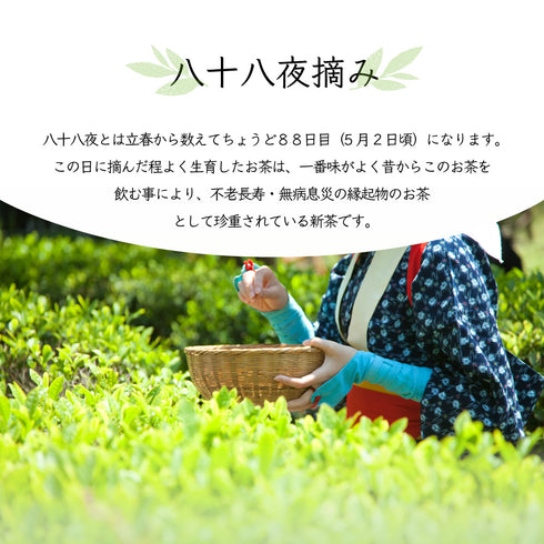 粗加工 Hachijuhachiya 深蒸煎茶 100g 新茶 2023